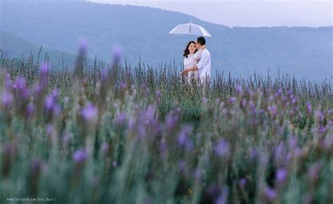 Cánh Đồng Hoa Lavender Rộng Hàng Hecta Tại Đà Lạt