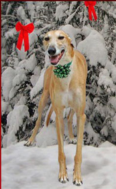 Shop for all of your pet needs at chewy's online pet store. Greyhound rescue's christmas tree sale tomorrow ...