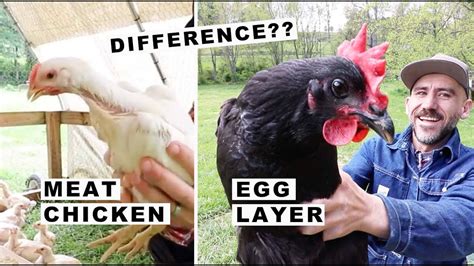 Whats The Difference Egg Layer And Meat Chicken Youtube