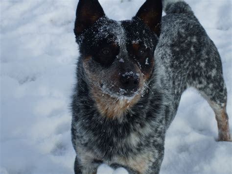 Zzzzz The Snow Lover With Images Aussie Cattle Dog Cattle Dogs