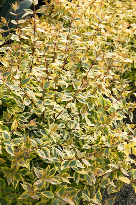 Kaleidoscope Abelia Evergreen Shrubs Shrubs Garden Shrubs