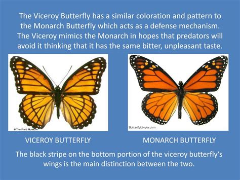 Ppt The Monarch Butterfly Powerpoint Presentation Free Download Id