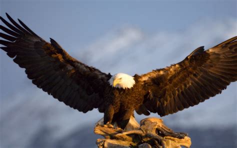 Bald Eagle Wingspan 59 75 Ft Hd Wallpaper