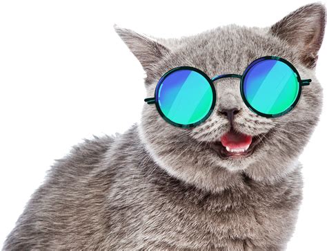 Cat Meme Png