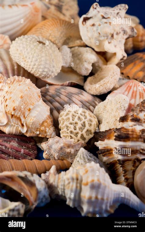 Detail Of Seashells From Around The World Stock Photo Alamy