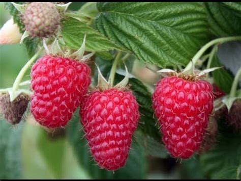 Luscious, sweet and with just a hint of delightful tartness, raspberries make summer even better. How to Grow Raspberries - Complete Growing Guide - YouTube
