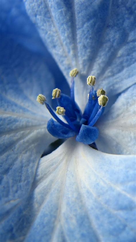 Iphone Wallpaper Blue Flower My Hd Wallpapers