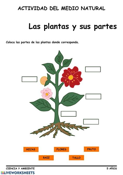 Ficha interactiva de Partes de la planta para Educación Infantil años Puedes hacer los e