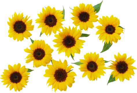 Common Sunflower Yellow Sunflower Png Download 1000