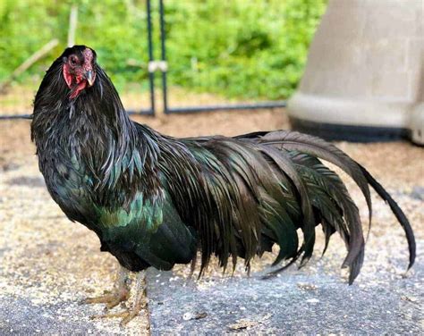 Top 10 Blue Chicken Breeds Chickens With Blue Feathers
