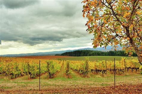 Coleman Vineyards Mcminnville Oregon Photograph By Beautiful Oregon