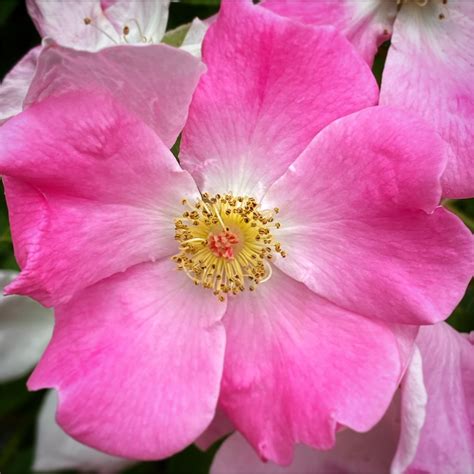 Wild Rose Rosa Woodsii The Rocky Mountain Gardener