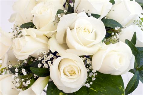 Pure White Roses Roses Photo 34610999 Fanpop
