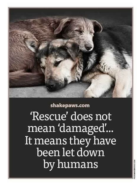 Pin By Willia Peoples On Words Of Wisdom Dog Quotes Dog Love Rescue