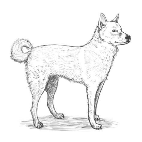 We've learned to draw many different animals and objects together already and i am really happy to share this puppy. Dog Drawing - Cliparts.co