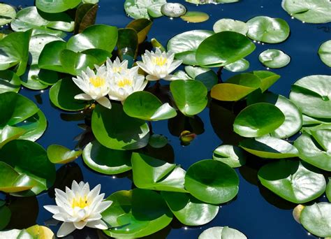 Water Lily Pad Pond Free Photo On Pixabay Free Pictures Free Photos