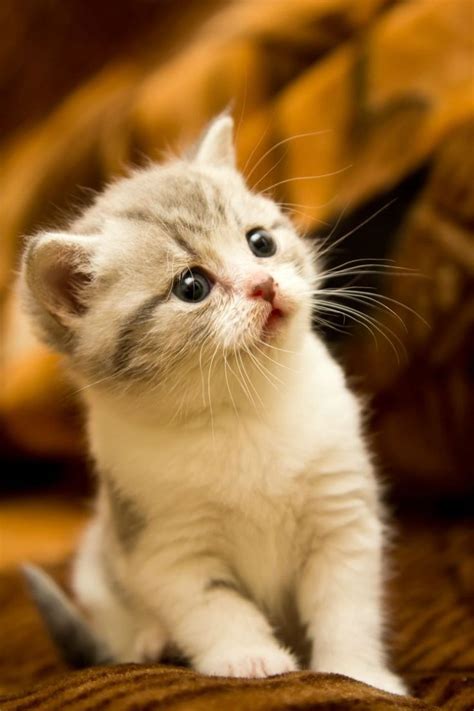 What Is The Cutest Cat In The World Here Are The 20 Cutest Cat Breeds