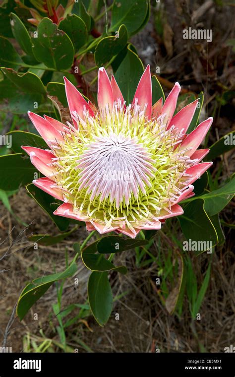 The King Or Giant Protea South Africas National Flower Stock Photo