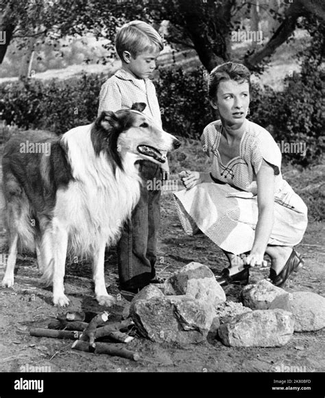 Jon Provost Lassie Black And White Stock Photos And Images Alamy