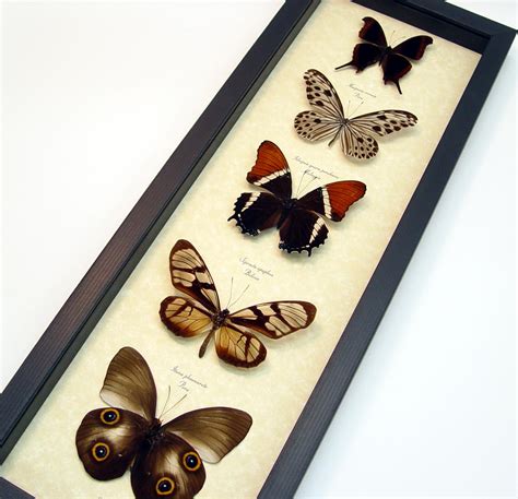 Brown Leather Butterfly Collection Real Framed Butterflies