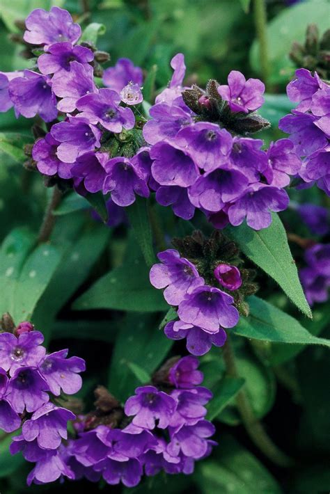 Landscaping with natives on a large, or small, scale helps maintain biodiversity that otherwise would be lost to development. 17 of the Best Perennials to Grow in Shade Gardens | Dry ...