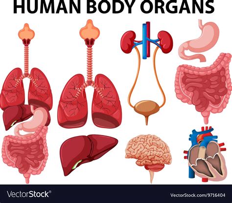 Different Type Of Human Body Organs Royalty Free Vector