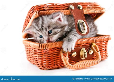 Kitten In Basket Stock Image Image Of Baby Mammal Furry 12000415