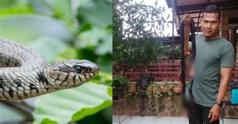 Untuk mencegah ular masuk ke rumah, amir memberikan beberapa saran, yaitu: Ular kobra masuk rumah gegerkan warga, ini tips untuk ...