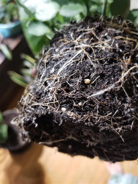 If you have a mold problem in your house, or specifically on your clothes, you will be able to identify it from its strong musty, earthy odour. White fuzz on roots? : houseplants