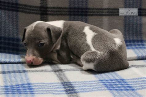 Submitted 2 years ago by 2amimawake. Ch Akc Champ: Italian Greyhound puppy for sale near ...