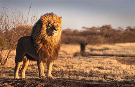 Animals Of The Kalahari Desert Worldatlas