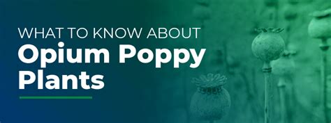 What To Know About Opium Poppy Plants Medmark Treatment Centers