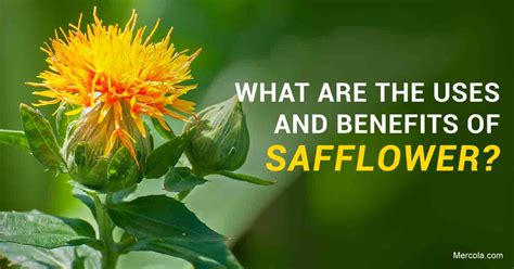 What Are The Benefits And Uses Of Safflower