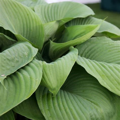 Buy Plantain Lily Hosta Sum And Substance Delivery By Waitrose Garden