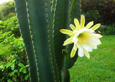 Blue Cereus - Desert Horizon Nursery