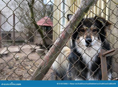 Dog Behind The Fence Stock Photo Image Of Freedom Fence 61872082