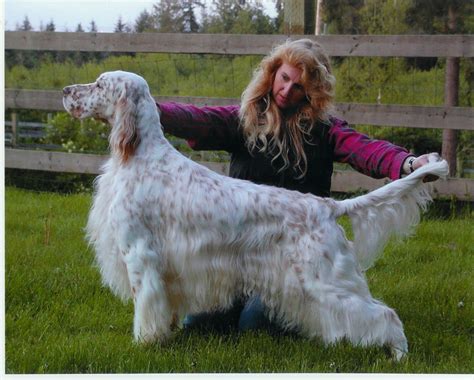 Canaan Top Producing English Setter Sire In America Champion Setr