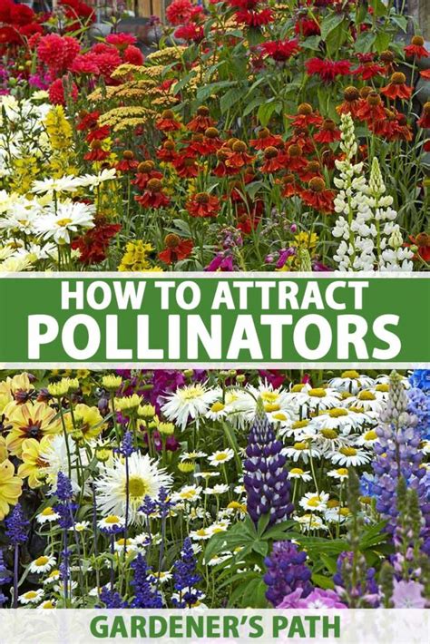 How To Attract Pollinators To The Garden Gardeners Path