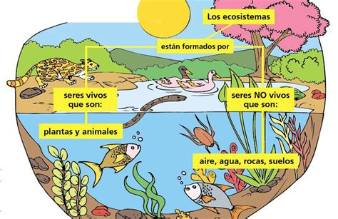 Ejercicio De Los Componentes De Un Ecosistema Ecosistemas The Best