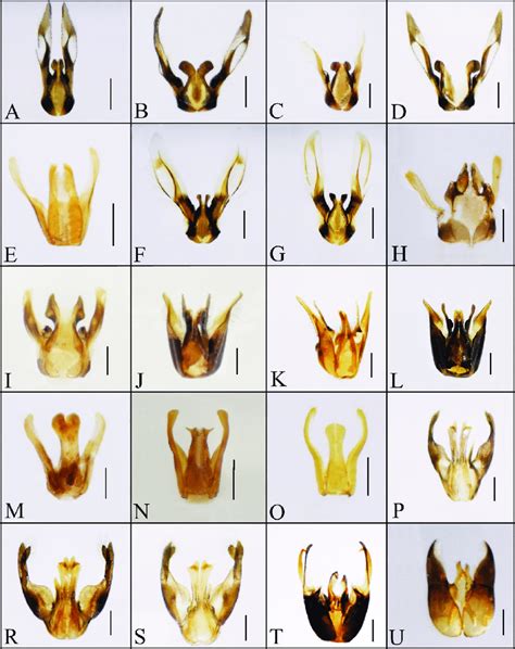 Dorsal View Of Male Genitalia In Digger Wasps A Ectemnius Confinis