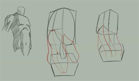 How To Draw The Human Torso Learn The Anatomy And Forms 2023