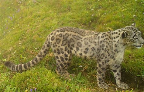 Yak Herders In Bhutan Capture Snow Leopard Images Inquirer News