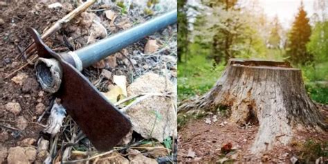 How To Use A Mattock To Remove Roots Chavez Whichisatur