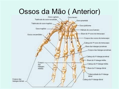 Ossos Da Mão Carpo Metacarpo Falanges E Outros Anatomia