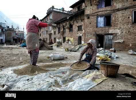 Nepali Women Threshing Grain In Traditional Way In The Village Of