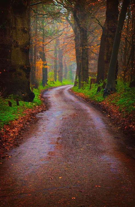 Path In The Forest Is A Photograph By Mihaela Pater Path In The Forest