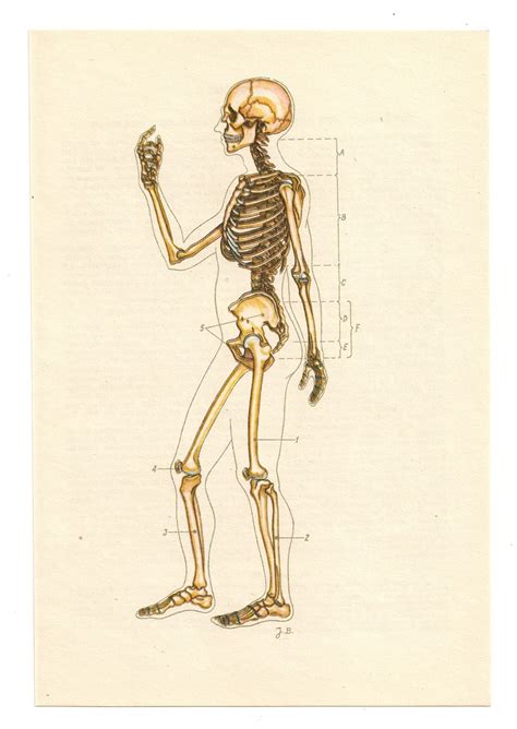 Skull Skeleton Illustrations 2 Vintage Anatomical Prints