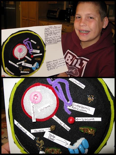 Previously he had been homeschooled, and we had no idea of the standard and what was expected of him. 3D Animal Cell Project | My 7th grade son stayed up extra ...