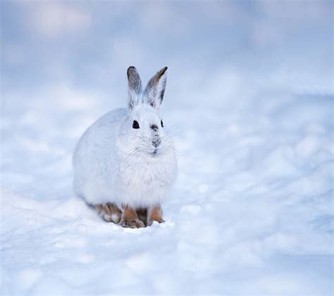 Snowshoe Hare Stock Photos Pictures And Royalty Free Images Istock