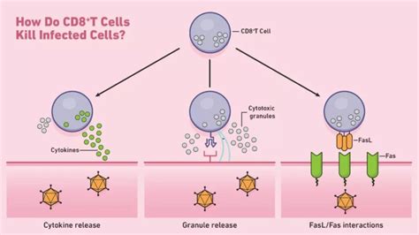 Whats Cd8t Cells And Related Functions Medical News